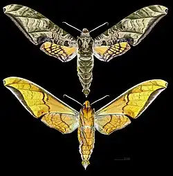 Protambulyx eurycles