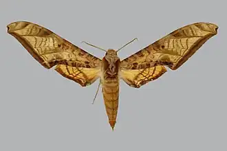 Protambulyx ockendeni