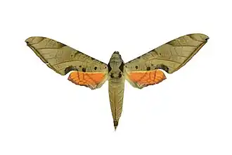 Protambulyx strigilis