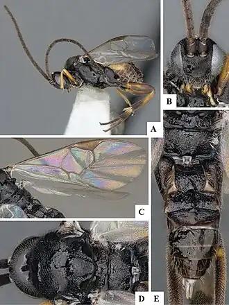 Protapanteles immunis