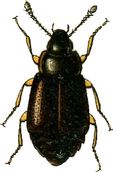 Proteinus brachypterus