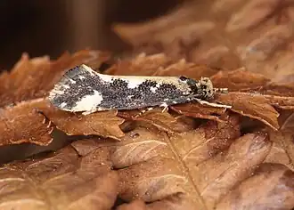 Proterodesma chathamica