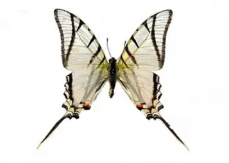 Protesilaus telesilaus