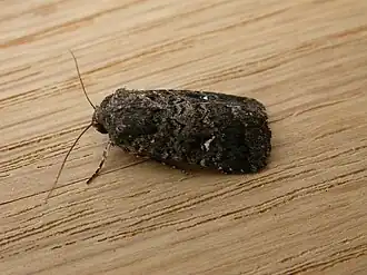 Proteuxoa bistrigula