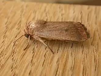 Proteuxoa porphyrescens