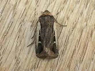 Proteuxoa tortisigna