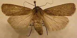 Protexarnis balanitis