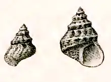 Prothalotia lesueuri