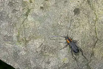 Prothema ochraceosignata