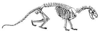 Prothylacinus