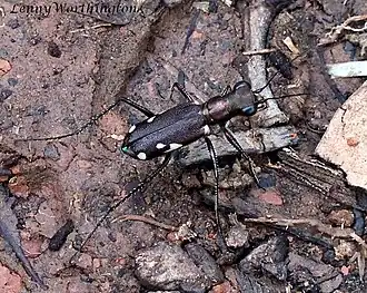 Prothyma heteromalla