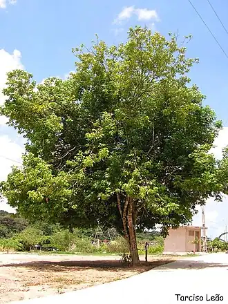 Protium heptaphyllum