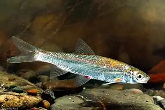 Protochondrostoma genei