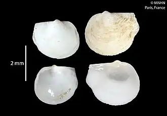 Protocuspidaria jarauara