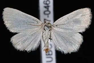 Protodeltote albidula