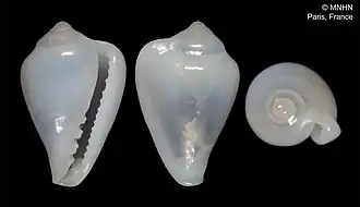 Protoginella laseroni