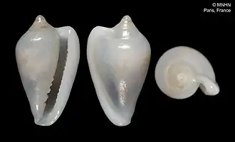 Protoginella maestratii