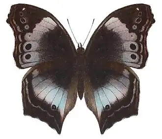 Junonia cytora