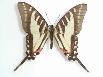 Protographium anaxilaus