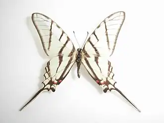 Protographium epidaus