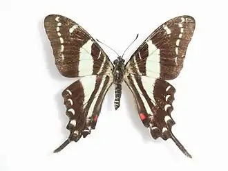 Protographium marcellinus