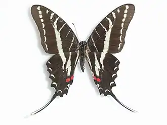 Protographium philolaus