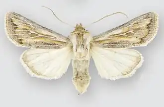 Protogygia comstocki