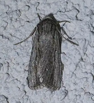 Protogygia lagena