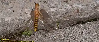 Protohermes xanthodes