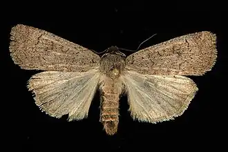 Protolampra rufipectus