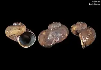 Protolira valvatoides