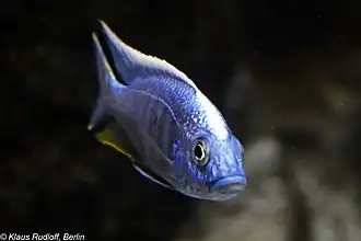 Protomelas fenestratus