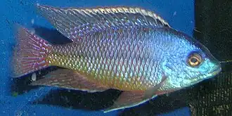 Protomelas taeniolatus