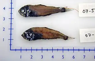 Protomyctophum arcticum