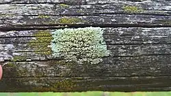 Muurschotelkorst groeiend op hout