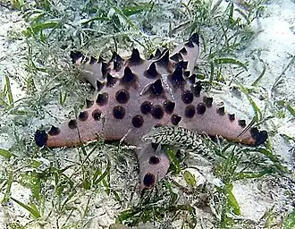 Protoreaster nodosus