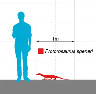 Protorosaurus