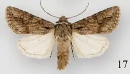 Protorthodes argentoppida