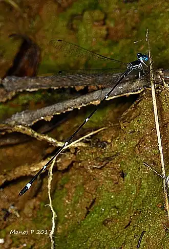 Protosticta hearseyi