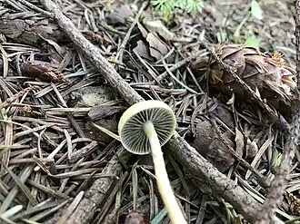 Scheefporige stropharia