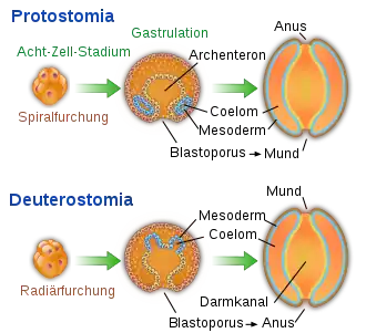 Verschil in gastrulatie tussen Protostomia versus Deuterostomia
