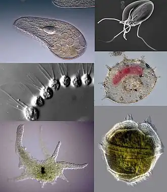 Protozoa