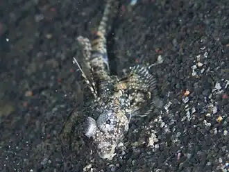 Callionymus superbus