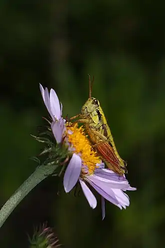 Prumnacris rainierensis