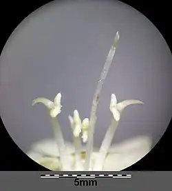 Meeldraden met tandvormig aanhangsel