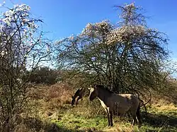 Subassociatie met bosrank (winteraspect)