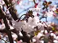 Prunus incisa var. kinkiensis 'Kumagaizakura'