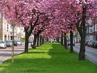 Japanse sierkers in bloei aan de Kapteynlaan in Groningen