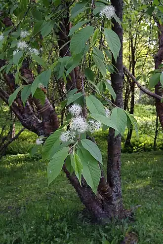 Prunus maackii