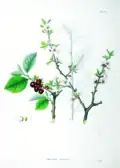 Prunus tomentosa-illustratie